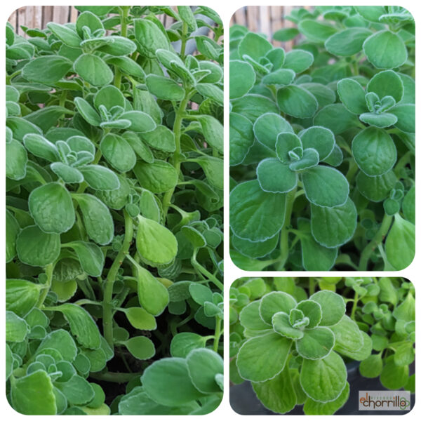 Plectranthus cylindraceus