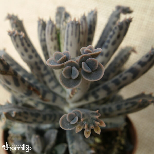 Bryophyllum delagoense - Imagen 2