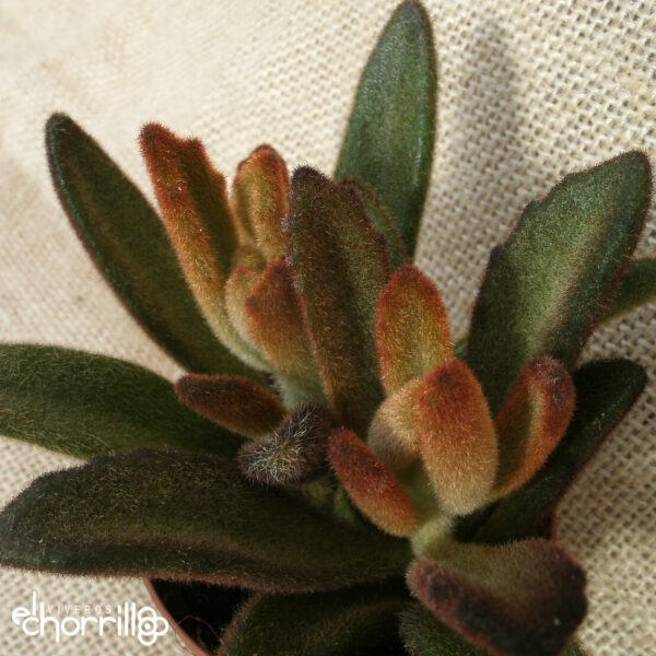 Kalanchoe tomentosa chocolate soldier - Imagen 2