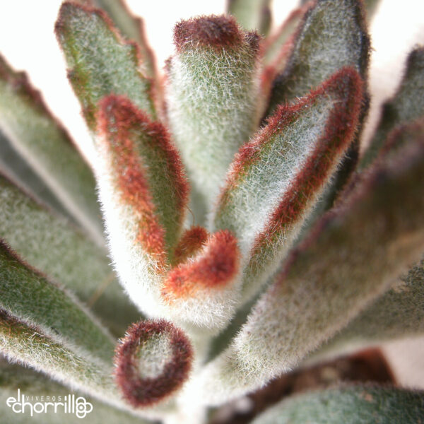 Kalanchoe tomentosa rubra - Imagen 2