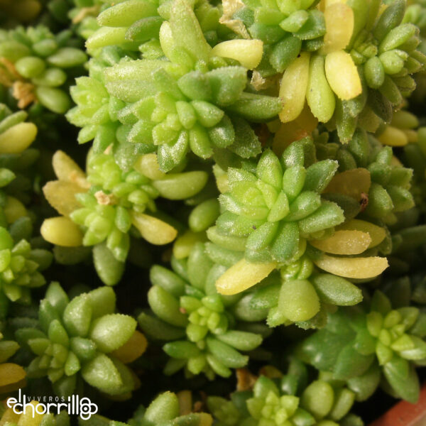 Sedum japonicum - Imagen 2