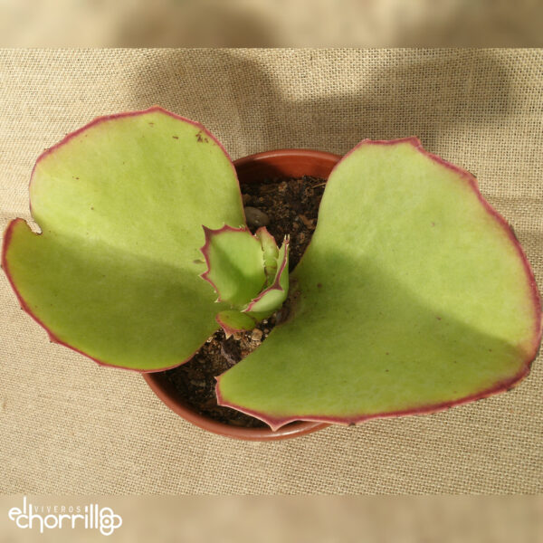 Kalanchoe synsepala - Imagen 2