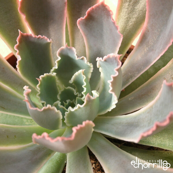 Echeveria neon breakers - Imagen 2