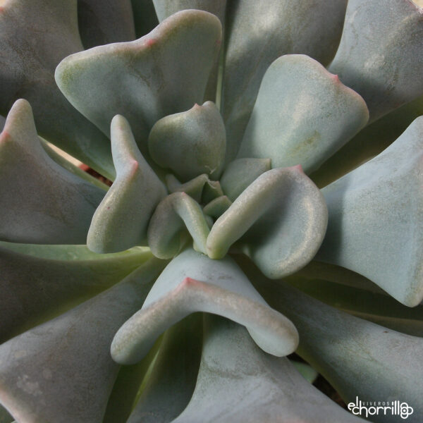 Echeveria cubic frost - Imagen 2