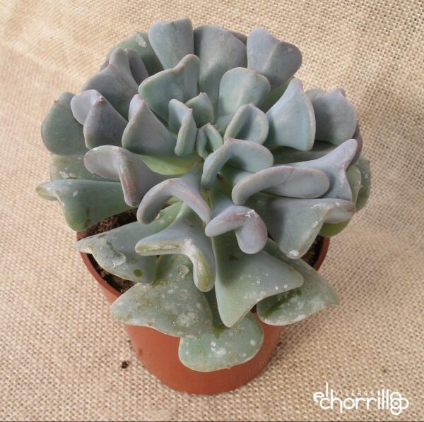 Echeveria cubic frost