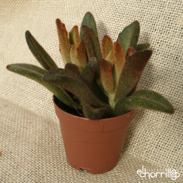 Kalanchoe tomentosa chocolate soldier