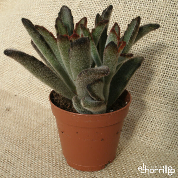 Kalanchoe tomentosa rubra