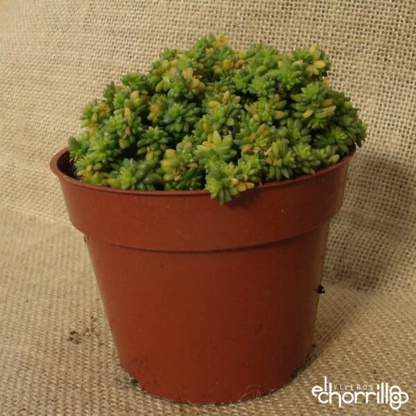 Sedum japonicum