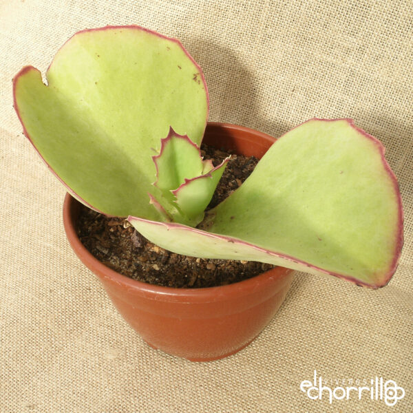 Kalanchoe synsepala