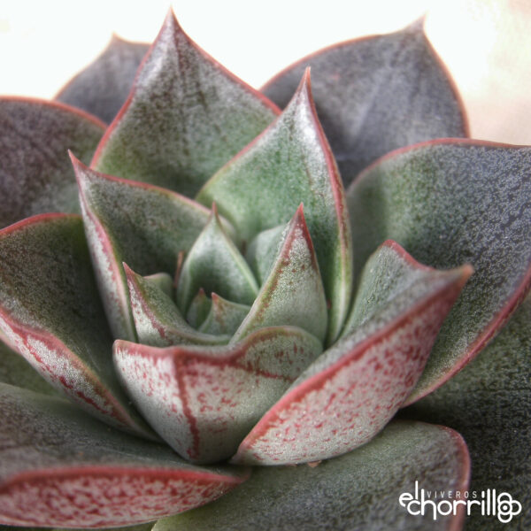 Echeveria purpusorum - Imagen 2