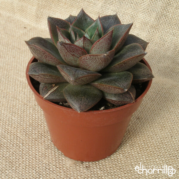 Echeveria purpusorum