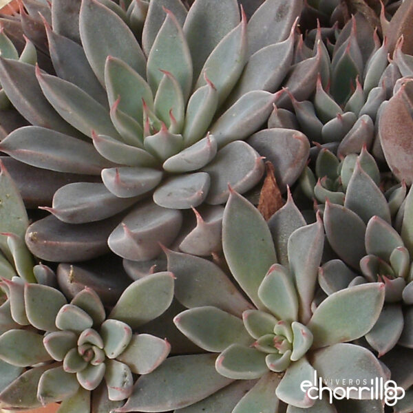 Graptopetalum rusbyi - Imagen 2