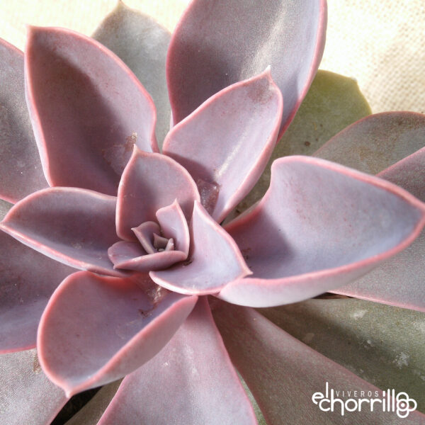 Echeveria metallica - Imagen 2