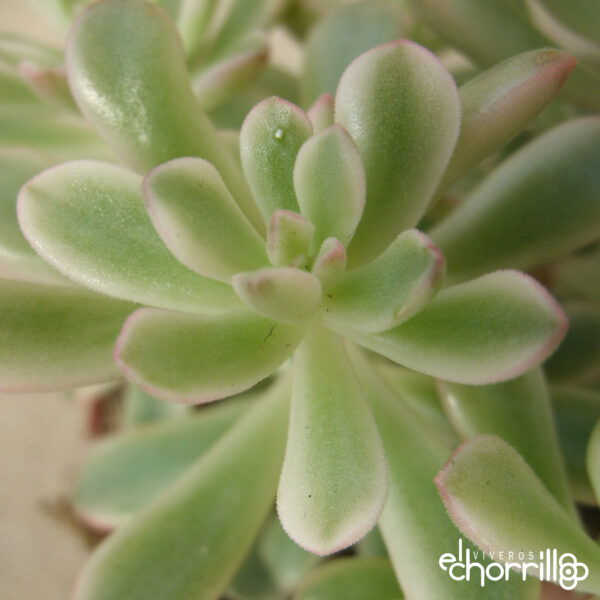 Sedum joyce tulloch variegado - Imagen 2