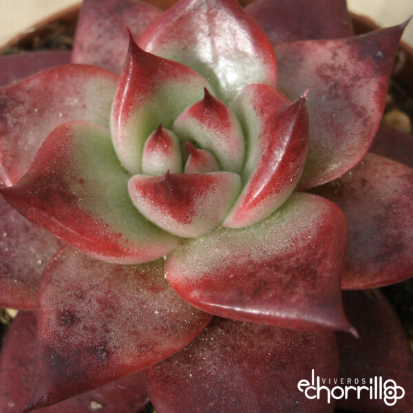 Echeveria agavoides mars red green - Imagen 2