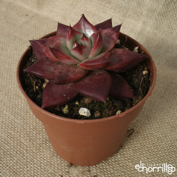 Echeveria agavoides mars red green