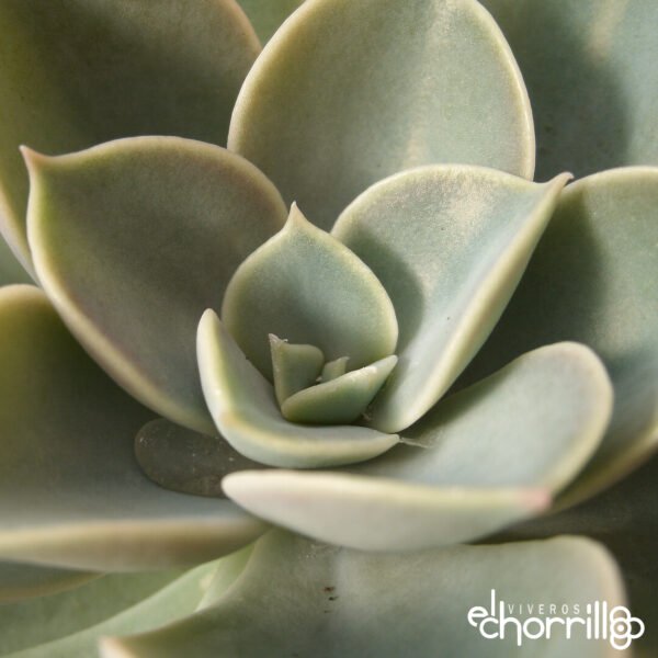 Echeveria green pearl - Imagen 2