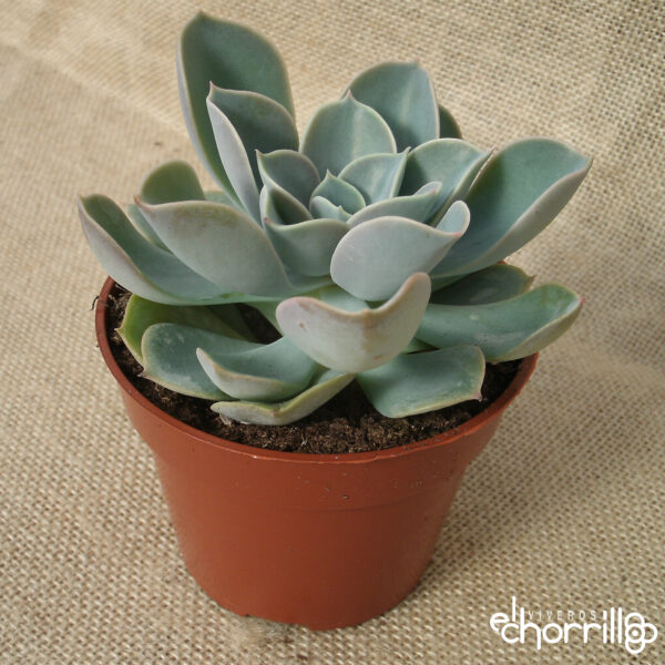 Echeveria green pearl