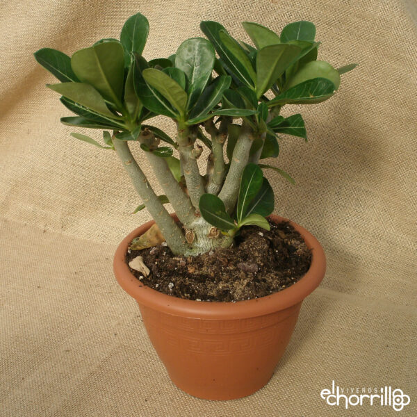 Adenium obesum