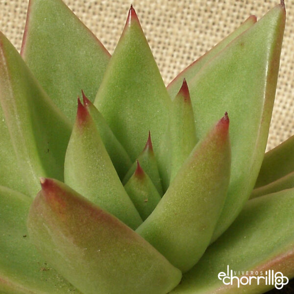 Echeveria agavoides mars - Imagen 2