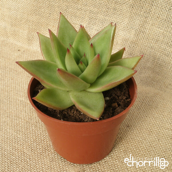 Echeveria agavoides mars