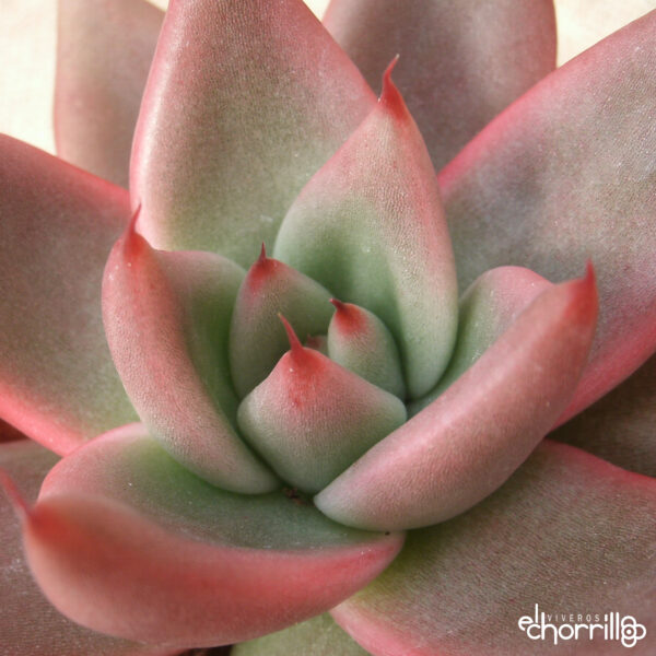 Echeveria agavoides mars red - Imagen 2