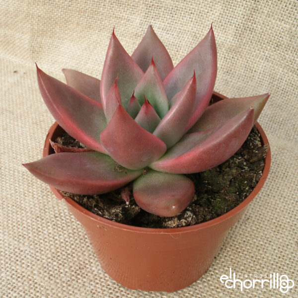 Echeveria agavoides mars red