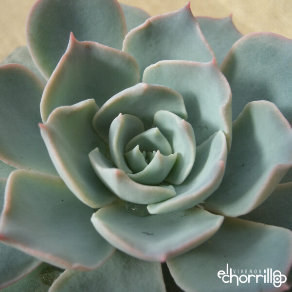 Echeveria subsessilis - Imagen 2