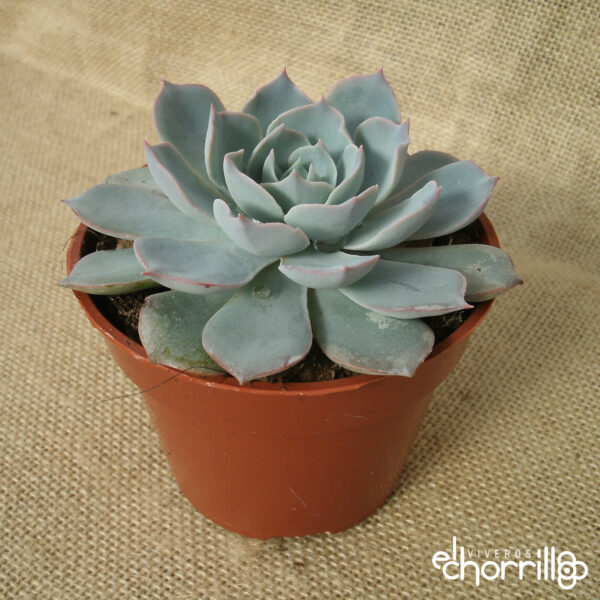 Echeveria subsessilis