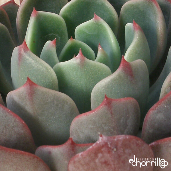 Echeveria pluto - Imagen 2