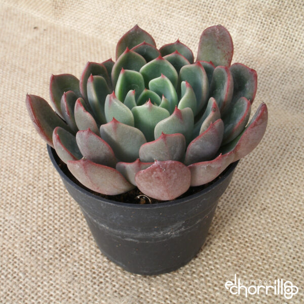 Echeveria pluto