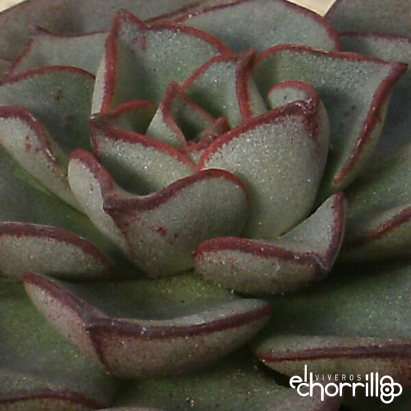 Echeveria moranii - Imagen 2