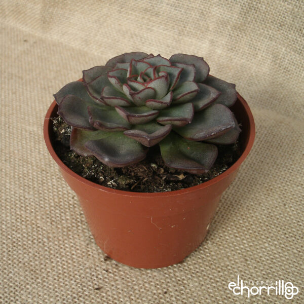 Echeveria moranii