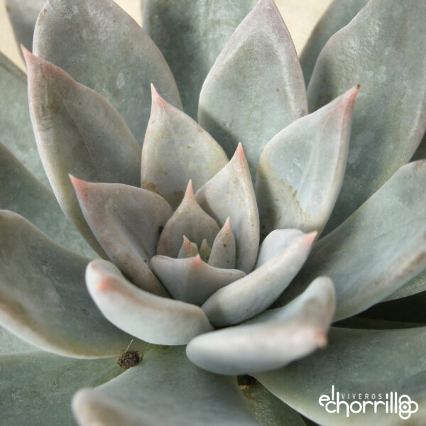 Echeveria silver show - Imagen 2