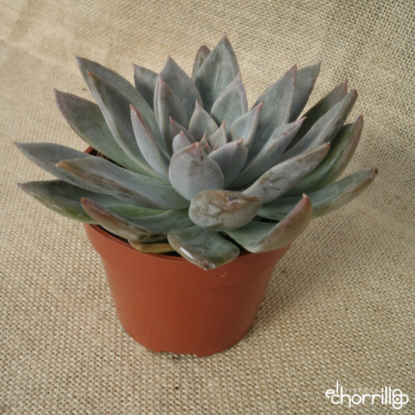 Echeveria silver show