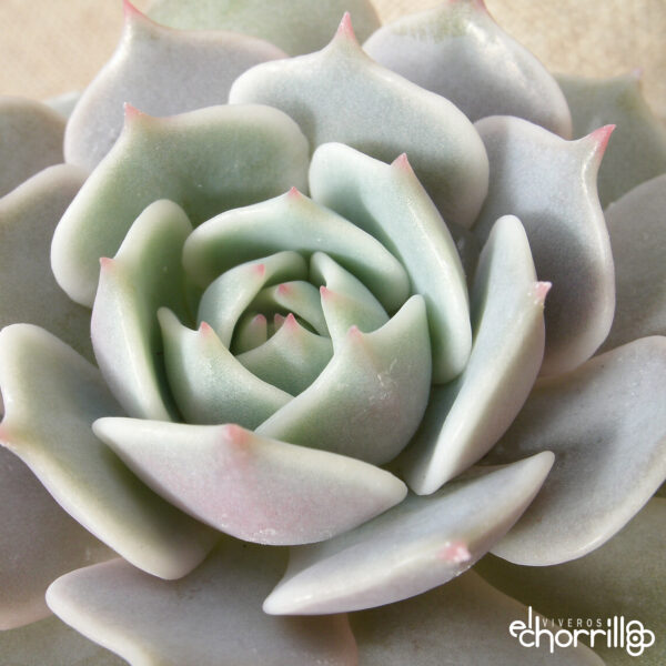 Echeveria lola - Imagen 2