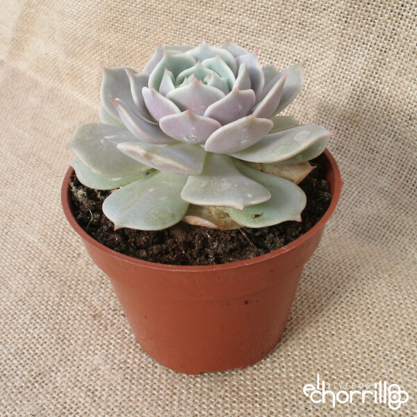 Echeveria lola