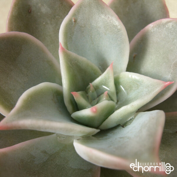 Echeveria madiba - Imagen 2