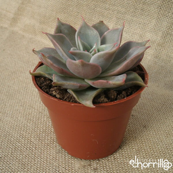 Echeveria madiba