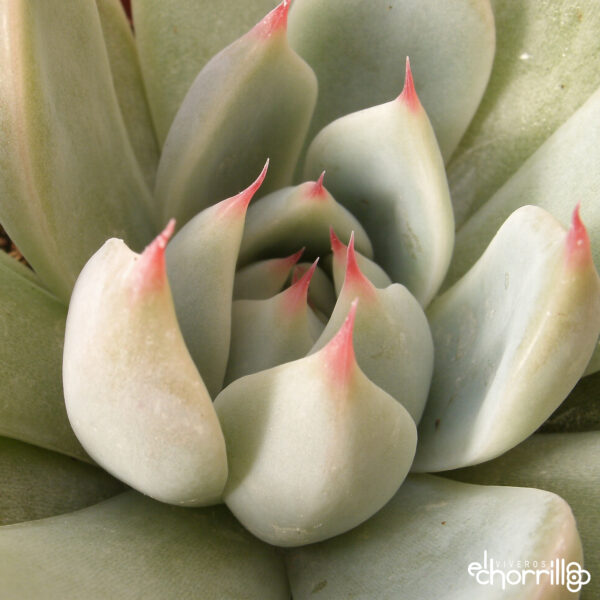 Echeveria parva - Imagen 2