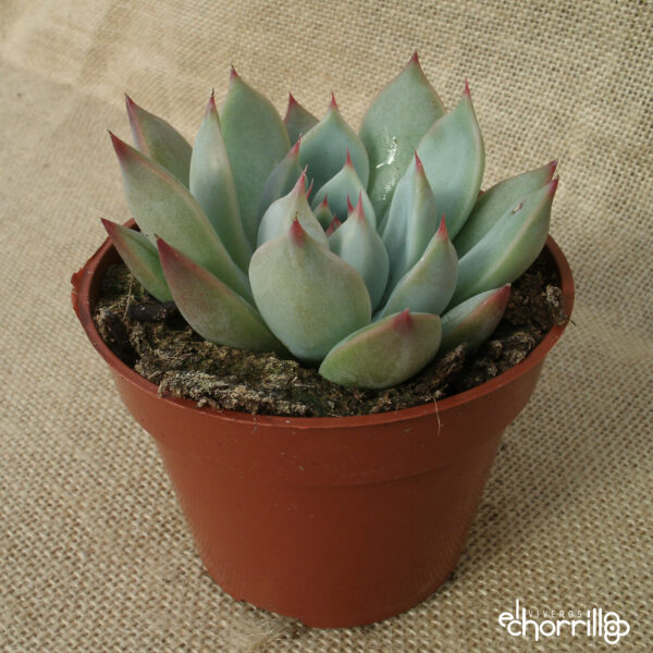 Echeveria parva