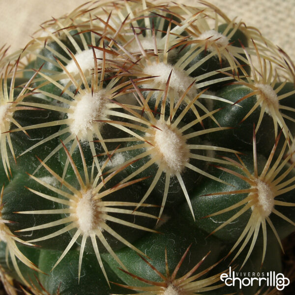 Coryphantha radians - Imagen 2