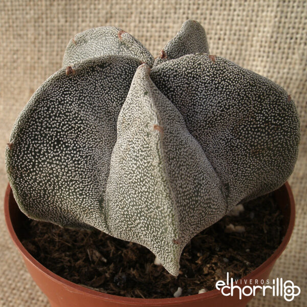 Astrophytum myriostigma - Imagen 2