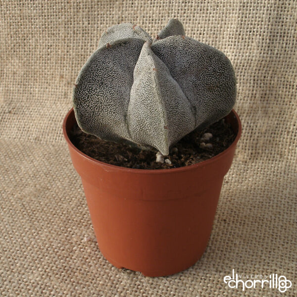 Astrophytum myriostigma