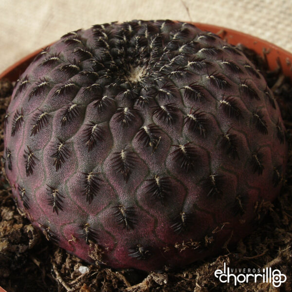 Sulcorebutia rauschii violacidermis - Imagen 2