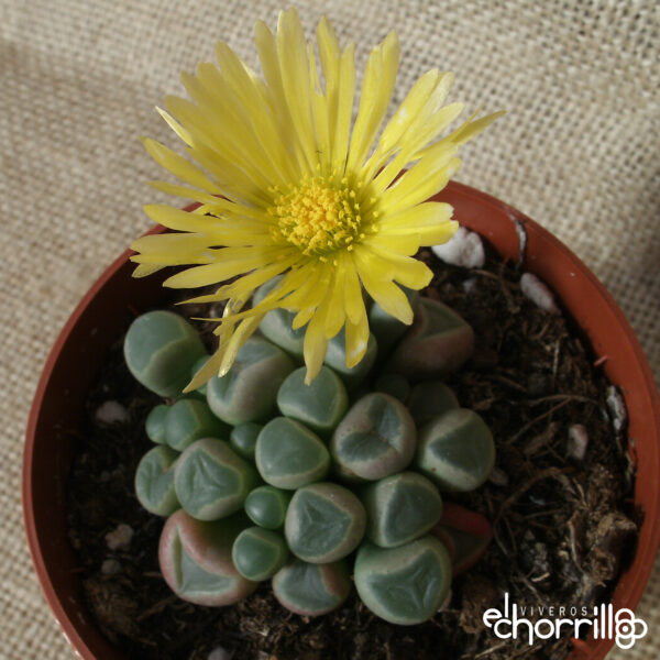 Fenestraria rhopalophylla