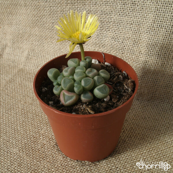 Fenestraria rhopalophylla - Imagen 2