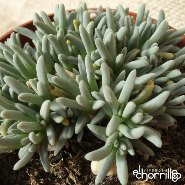 Delosperma sphalmanthoides - Imagen 2