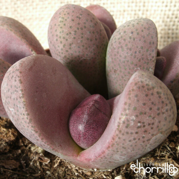 Pleiospilos nelii rubra - Imagen 2