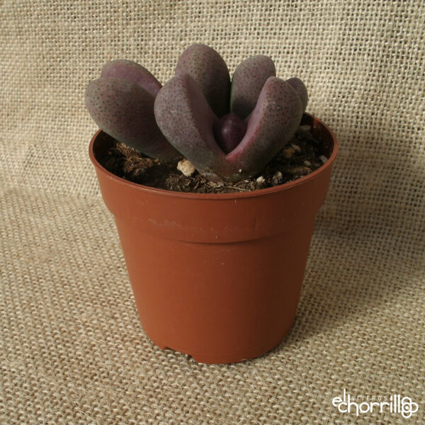 Pleiospilos nelii rubra